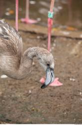 Gray Flamingo